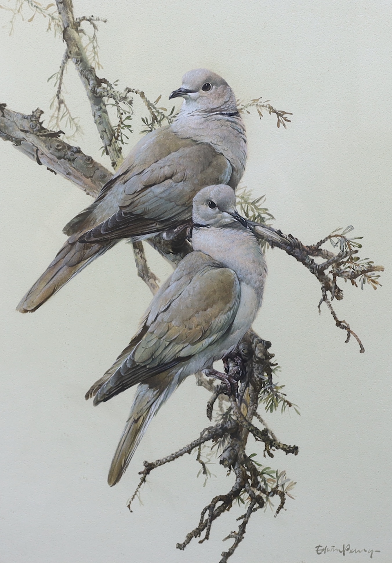 Edwin Penny (English, 1930-2016), 'Collared doves', watercolour and gouache, 50.5 x 36.5cm